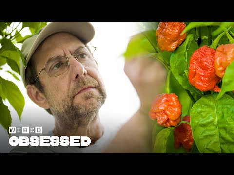 How This Guy Made the World&#039;s Hottest Peppers | Obsessed | WIRED