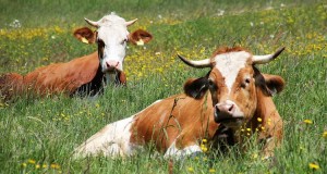 Two cows laying on a grass