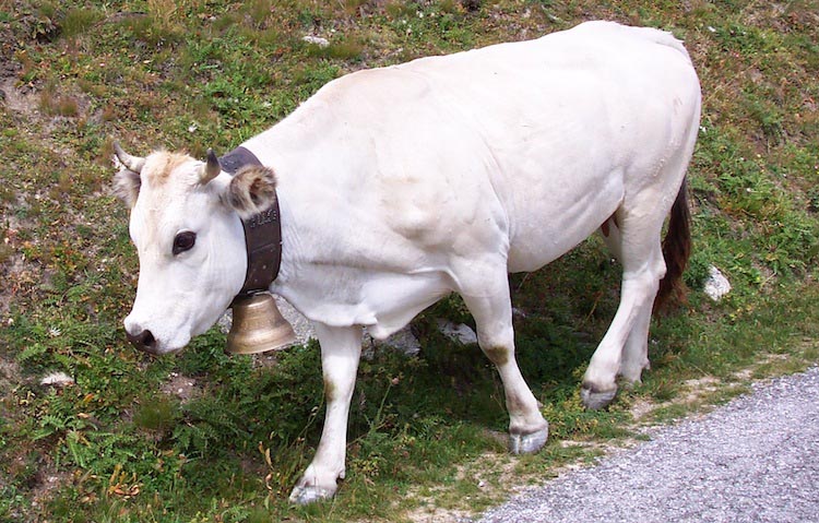 Piedmontese cattle