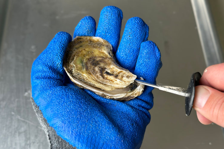 a blue gloved hand hold an oyster and another hand holding an oyster shucking knife.