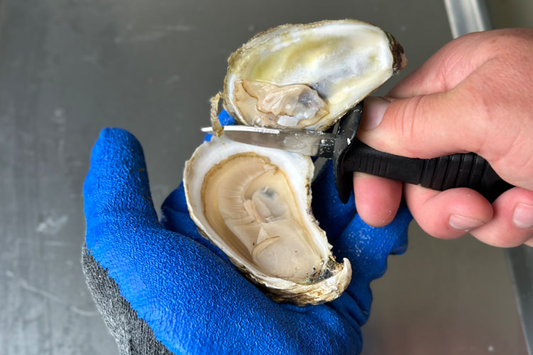 blue glove hand holding an oyster. Oyster shucking knife hold shell open