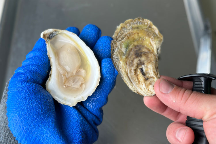 blue gloved hand holding an oyster with a hand holding the bottom part of the shell